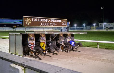 uk greyhounds results|Greyhound News .